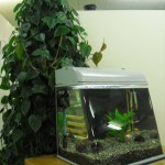 草魚