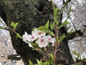 %e3%82%82%e3%81%86%e8%91%89%e6%a1%9c