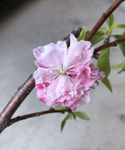 %e6%ba%90%e5%b9%b3%e6%a1%83