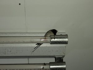 %e3%81%a4%e3%81%b0%e3%82%81%e3%81%a1%e3%82%83%e3%82%93