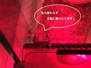 %e3%83%a4%e3%83%a2%e3%83%8d-2