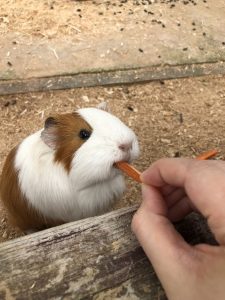 %e3%83%a2%e3%83%ab%e3%83%a2%e3%83%83%e3%83%88%e9%a4%8c