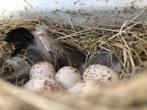 %e3%81%a4%e3%81%b0%e3%82%81%e3%81%a1%e3%82%83%e3%82%93%e5%8d%b5