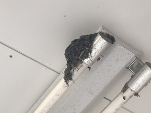 %e3%81%a4%e3%81%b0%e3%82%81%e3%81%a1%e3%82%83%e3%82%93%e6%96%b0%e7%af%89%e4%b8%ad