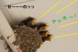 %e3%81%a4%e3%81%b0%e3%82%81%e3%81%a1%e3%82%83%e3%82%93%e3%83%92%e3%83%8a6-24