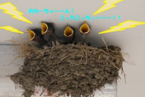 %e3%81%a4%e3%81%b0%e3%82%81%e3%81%a1%e3%82%83%e3%82%93%e3%83%92%e3%83%8a6-18%e2%91%a1