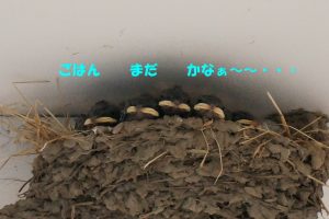 %e3%81%a4%e3%81%b0%e3%82%81%e3%81%a1%e3%82%83%e3%82%93%e3%83%92%e3%83%8a6-18