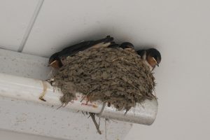 %e3%81%a4%e3%81%b0%e3%82%81%e3%81%a1%e3%82%83%e3%82%93%e3%83%92%e3%83%8a6-28