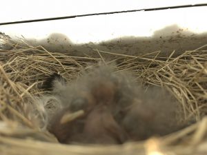 %e3%81%a4%e3%81%b0%e3%82%81%e3%81%a1%e3%82%83%e3%82%93%e3%83%92%e3%83%8a6-10