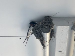 %e3%81%a4%e3%81%b0%e3%82%81%e3%81%a1%e3%82%83%e3%82%936-3