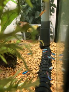 %e7%86%b1%e5%b8%af%e9%ad%9a%e3%81%a1%e3%82%83%e3%82%93