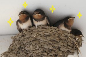 %e3%81%a4%e3%81%b0%e3%82%81%e3%81%a1%e3%82%83%e3%82%93%e3%83%92%e3%83%8a7-1