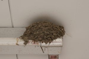 %e3%81%a4%e3%81%b0%e3%82%81%e3%81%a1%e3%82%83%e3%82%93%e3%83%92%e3%83%8a7-3